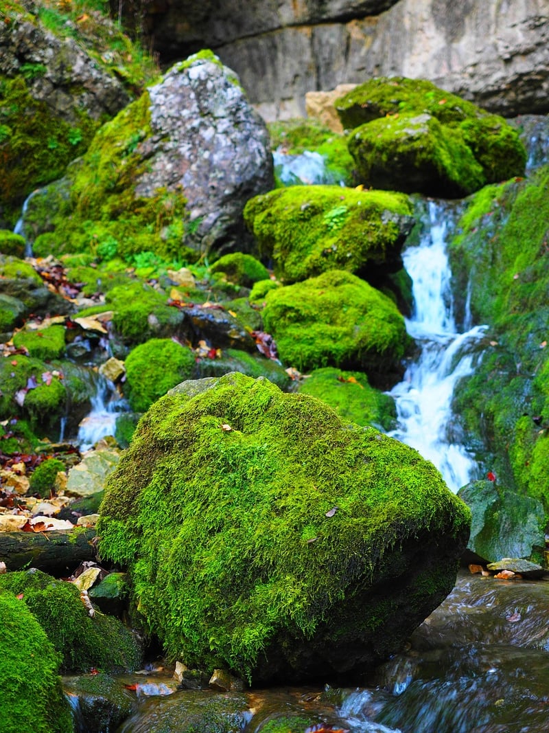 Mossy Accents